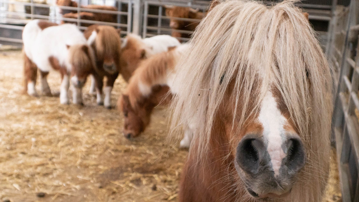 A pony with a wicked haircut